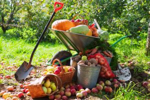Agro Commodities
